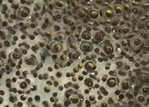 Palustris: Pickerel Frog Egg Mass