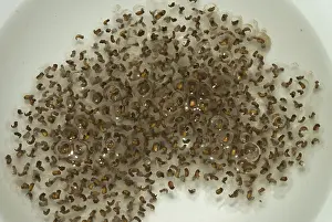 Palustris: Pickerel Frog Egg Mass