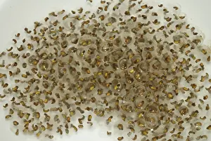 Palustris: Pickerel Frog Egg Mass