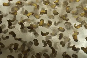 Palustris: Pickerel Frog Egg Mass