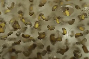 Palustris: Pickerel Frog Egg Mass