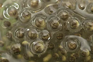 Cell: Pickerel Frog Egg Mass