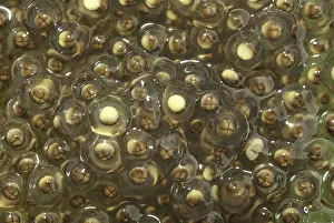 Cell: Pickerel Frog Egg Mass