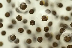 Cell: Pickerel Frog Egg Mass