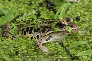 Pickerel: Pickerel Frog (formerly Rana palustris) in pond