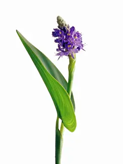 Cordata: Pickerelweed