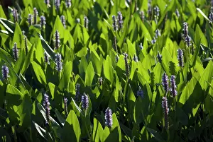 Loads: Pickerelweed