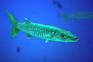 Papua: Pickhandle Barracuda