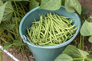 Picking: Picking beans net dwarf mangetout Sans Fil, summer