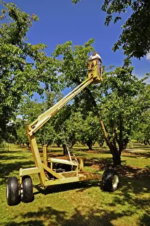 Picking: Picking Cherries