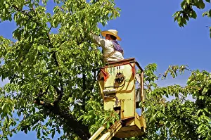 Picking: Picking Cherries
