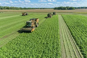 Picking: Picking green beans during the green bean harvest