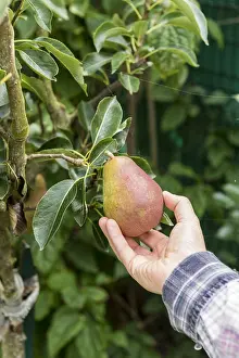 Picking: Picking a red Williams pear in summer, Pas de