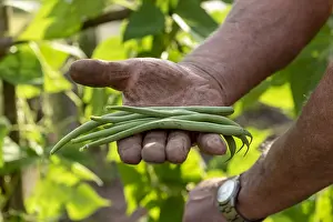 Picking: Picking vesperal rag beans in a kitchen garden