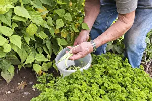 Rowing: Picking Vesperal Rowing Beans in a vegetable garden