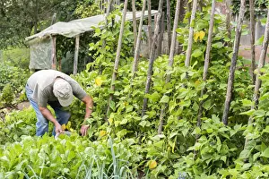 Rowing: Picking Vesperal Rowing Beans in a vegetable garden