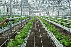 Truck: Pickles culture in hydroponics room. Lufa Farms