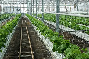Truck: Pickles culture in hydroponics room. Lufa Farms