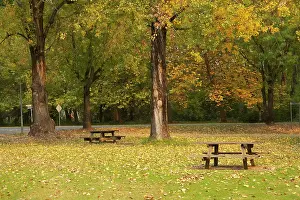 Bench: Picnic Area and Autumn Color, Mt Beauty