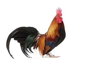 Pictave: Pictave Chicken Cockerel / Rooster