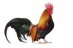 Pictave: Pictave Chicken Cockerel / Rooster