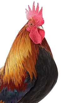 Pictave: Pictave Chicken Cockerel / Rooster