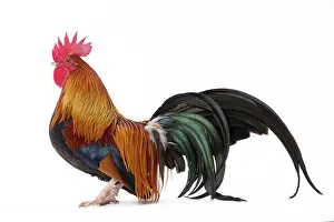 Pictave: Pictave Chicken Cockerel / Rooster