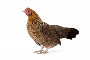 Pictave: Pictave Chicken hen