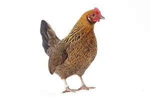 Pictave: Pictave Chicken hen