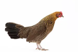 Pictave: Pictave Chicken hen