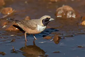 Pectoralis: Pictorella Mannikin