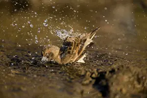 Pectoralis: Pictorella Mannikin - juvenile bathing