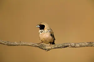 Pectoralis: Pictorella Mannikin - male