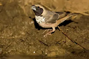Pectoralis: Pictorella Mannikin - male drinking