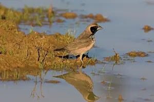 Pectoralis: Pictorella Mannikin reflected