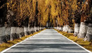 Backcountry: A picturesque backcountry road lined with tall trees