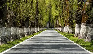 Backcountry: A picturesque backcountry road lined with tall trees