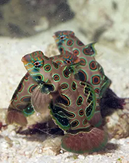 Psychedelic: Picturesque Dragonet