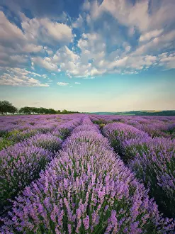Orthographic: Picturesque scene of blooming lavender (lavandula)
