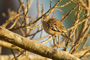 Animais: Picui Ground Dove