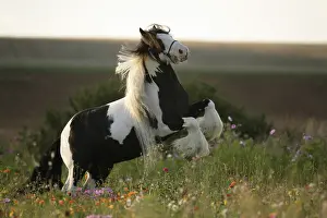 Fallows: Pie bai Irish cob stallion rearing up in flowered fallow