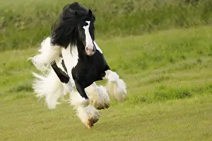 Draught: Pie bai Irish cob stallion running