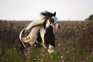 Fallows: Pie bai Irish cob stallion running in flowered fallow