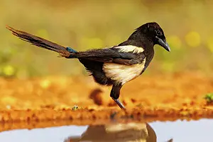 Corvidae: PIE BAVARDE