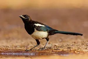 Corvidae: PIE BAVARDE
