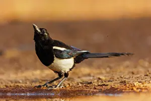 Corvidae: PIE BAVARDE