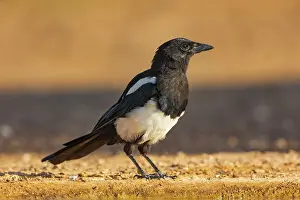 Corvidae: PIE BAVARDE