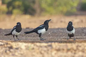 Corvidae: PIE BAVARDE