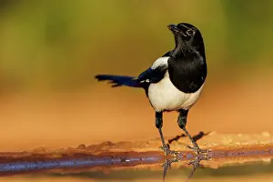 Corvidae: PIE BAVARDE