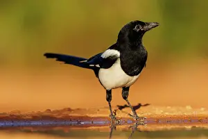 Corvidae: PIE BAVARDE